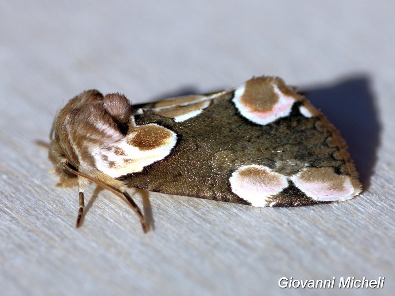 Thyatira batis Drepanidae